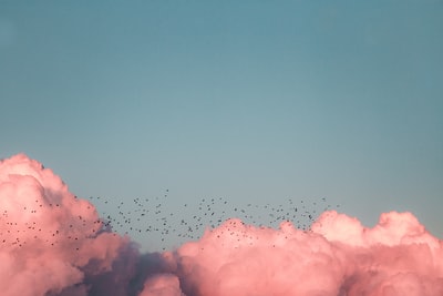 鸟儿在云端飞来飞去